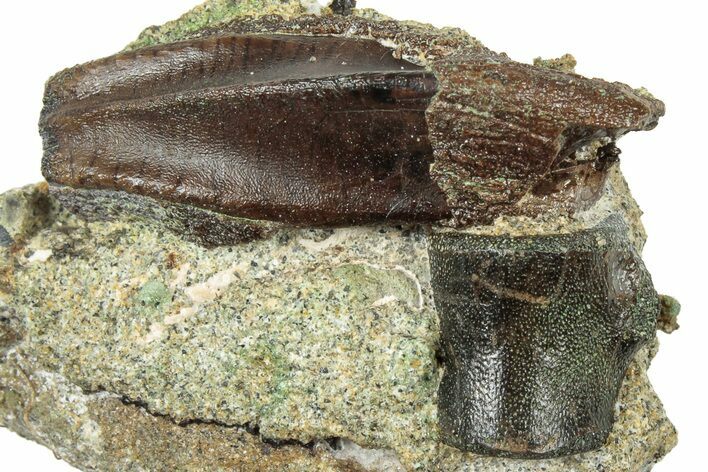 Fossil Hadrosaur (Brachylophosaurus?) Tooth in Rock - Montana #313289